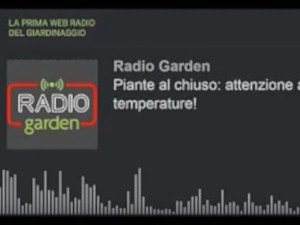 Dove sistemare le piante d'appartamento in inverno