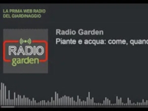 Come bagnare le piante in casa
