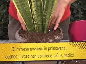 Come coltivare la Sanseveria. Lezioni di giardinaggio Compo