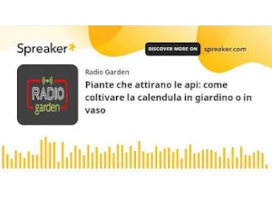 Piante che attirano le api: come coltivare la calendula in giardino o in vaso