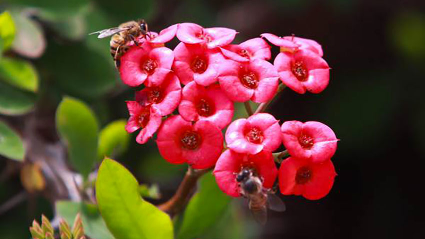 Giardino Forbito: sostegno cultura e green