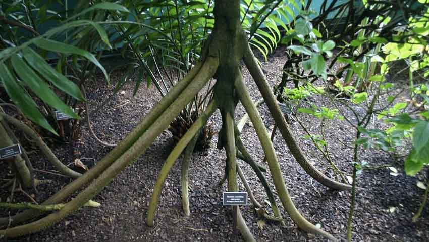 Natura curiosa: gli alberi che camminano