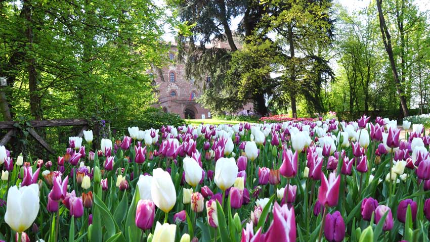 Messer Tulipano torna a Pralormo con 75mila fiori