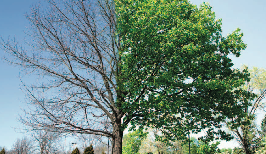 Lo sviluppo dellâ€™albero e la sua diagnosi