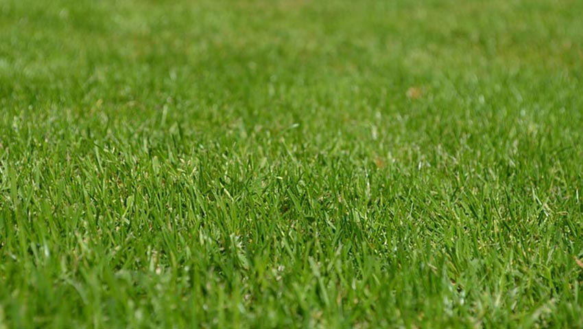 I prodotti giusti per un prato verde 