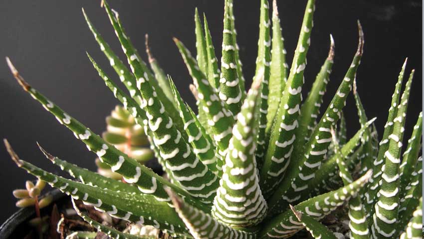 Cactus e raritÃ  alla mostra mercato nei garden center