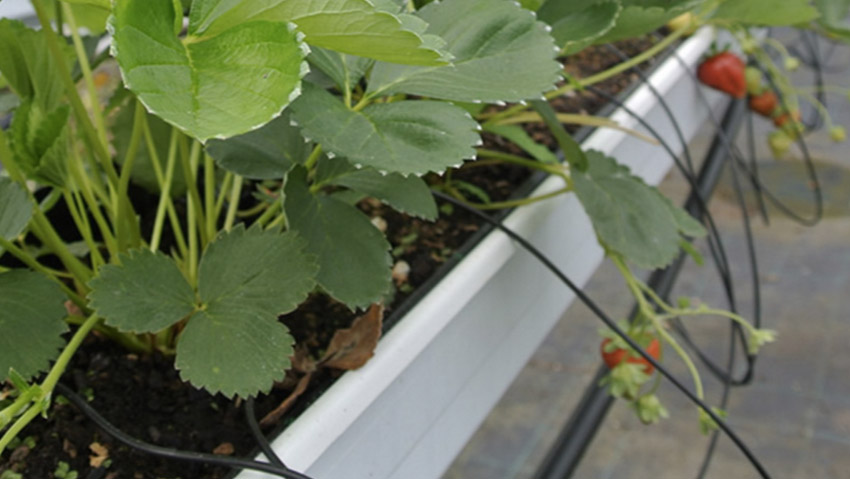 Biochar, una scuola per imparare cosâ€™Ã¨ e come si usa