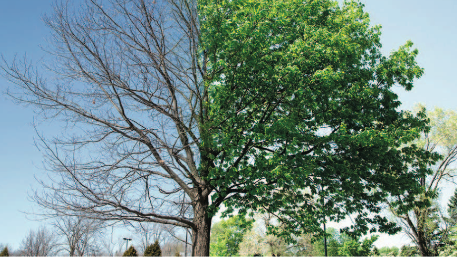 Architettura degli alberi, ultimi giorni per iscriversi al convegno