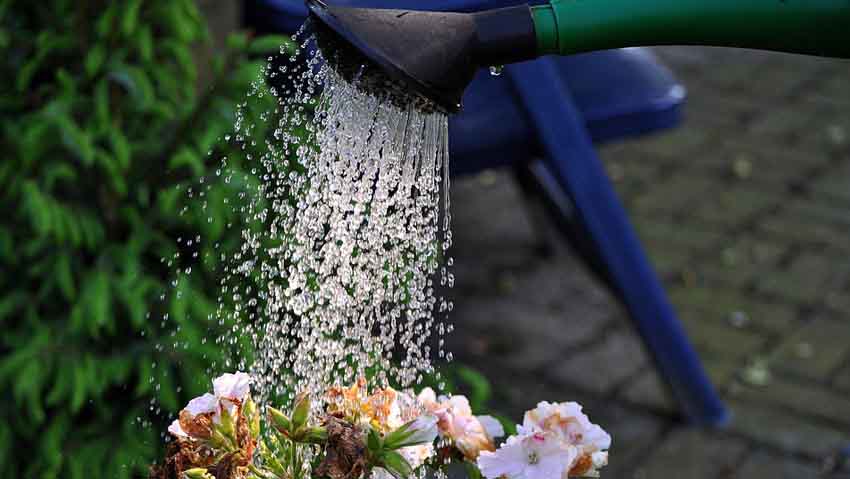 Cura del verde: corsi gratuiti al garden center