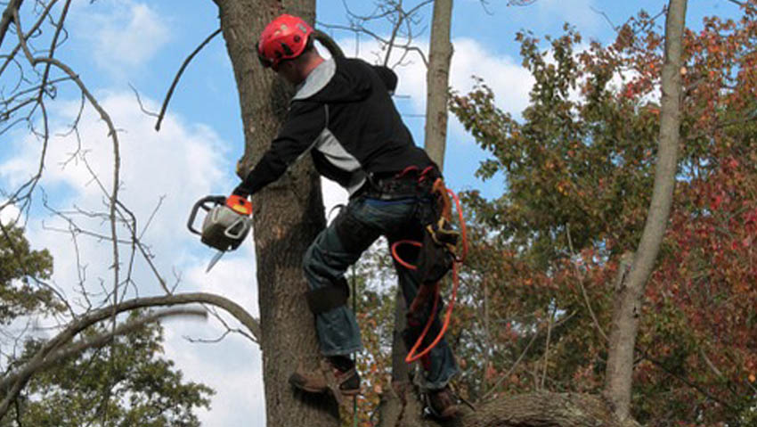 I corsi per diventare arboricoltore certificato