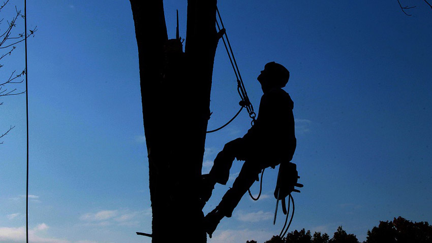 Ultimi posti per il convegno sull'Architettura degli alberi