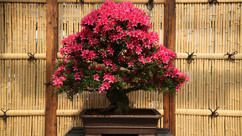 25 anni di bonsai