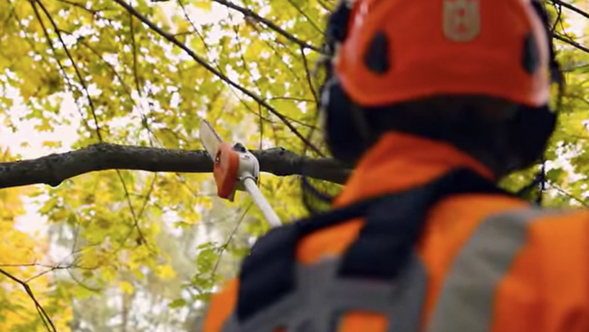 Corso avanzato di abbattimento alberi e gestione della motosega