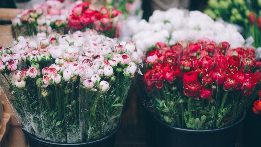 Piante e fiori, nuove tendenze per incrementare le vendite