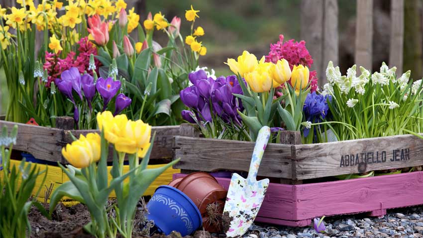 Come colorare il giardino con le bulbose
