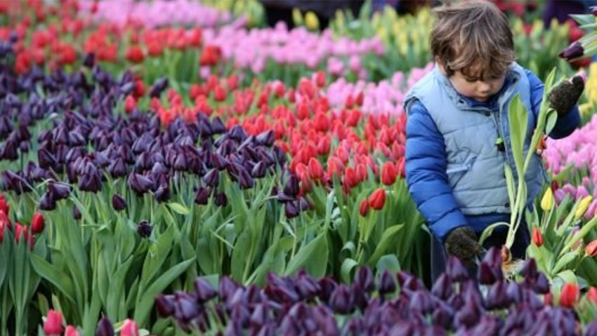 Giornata nazionale dei tulipani in Olanda