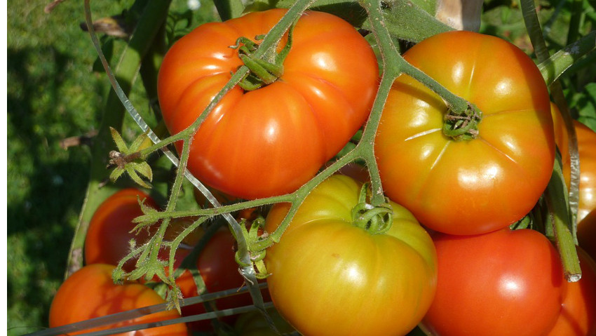 Orto sul balcone: corso a Monza