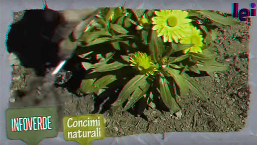 Concimi naturali per orto e piante: i consigli