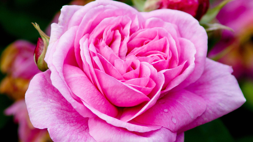 Tutto quello che câ€™Ã¨ da sapere sulle rose
