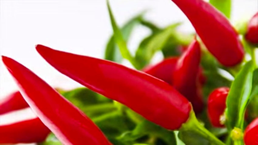 Vigorplant presenta il terriccio per peperoncini