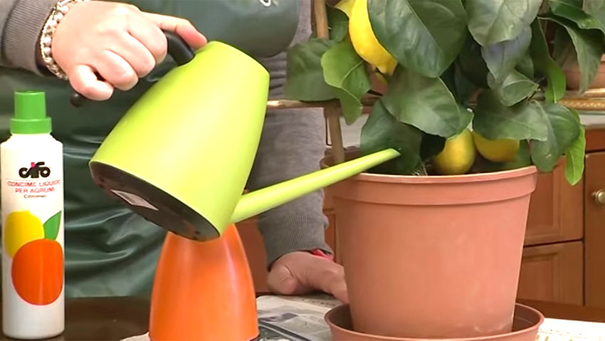 Come coltivare gli agrumi in vaso: i consigli