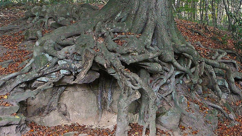 Architettura degli alberi: nuovo convegno 