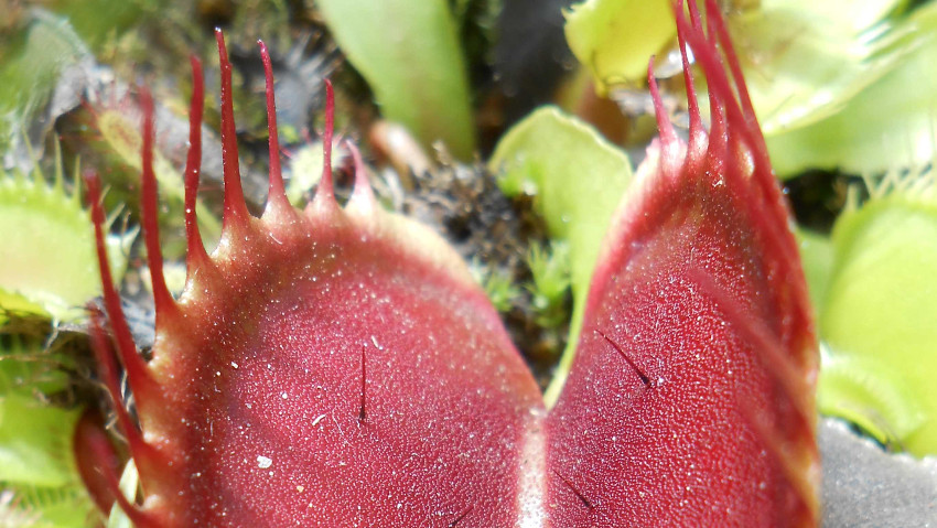 Piante carnivore: un corso gratuito per conoscerle e coltivarle