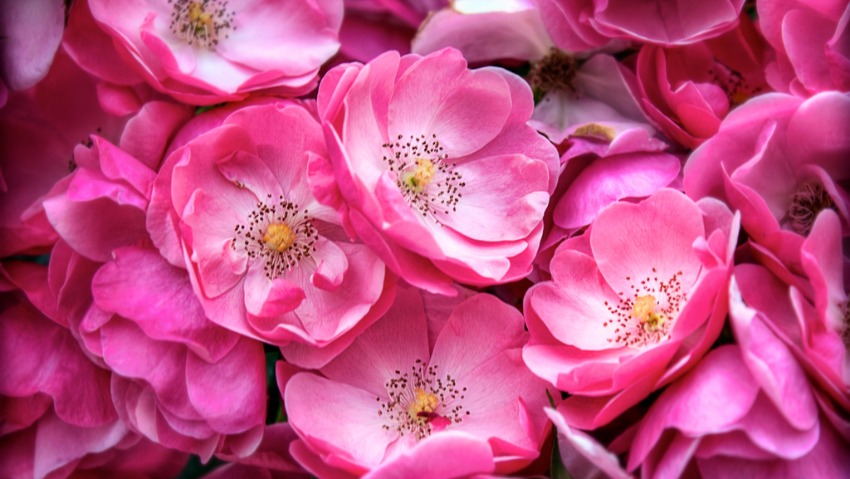 L'e-commerce per spedire fiori 