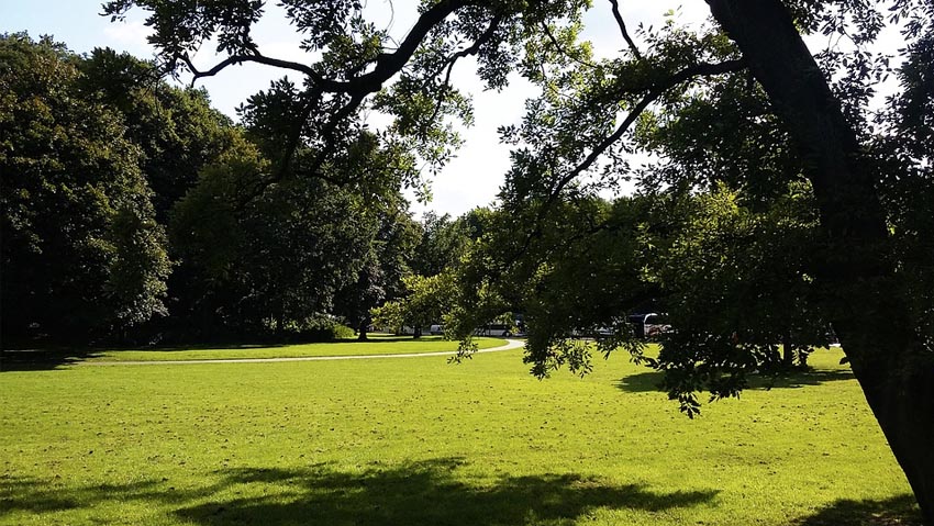 Alberi e tappeto erboso, strategie di convivenza