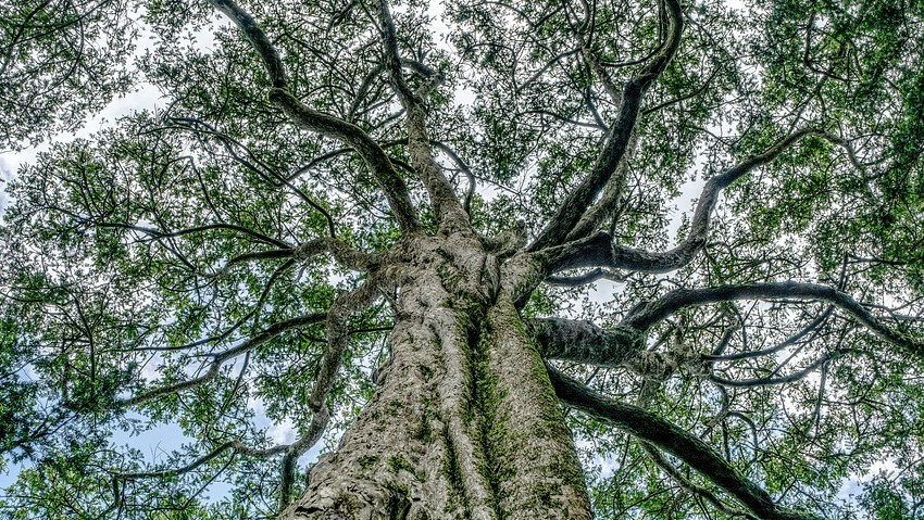 Lâ€™importanza degli alberi nelle cittÃ 