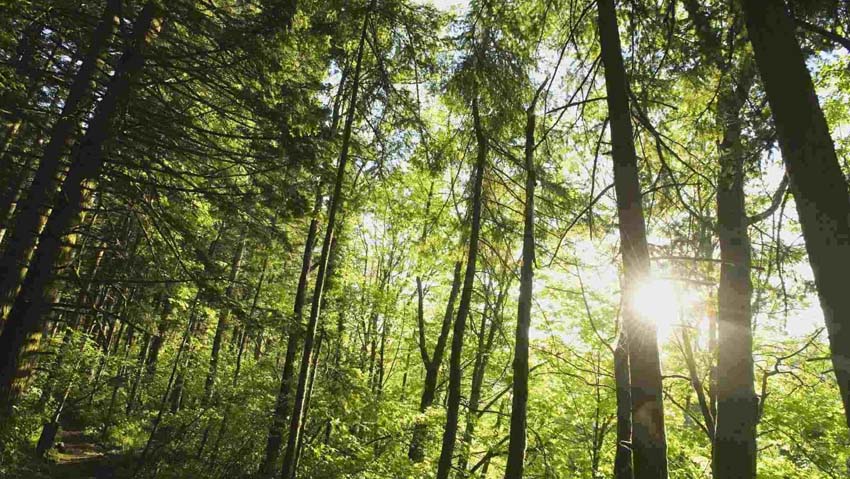 La campagna social per la Festa dellâ€™albero