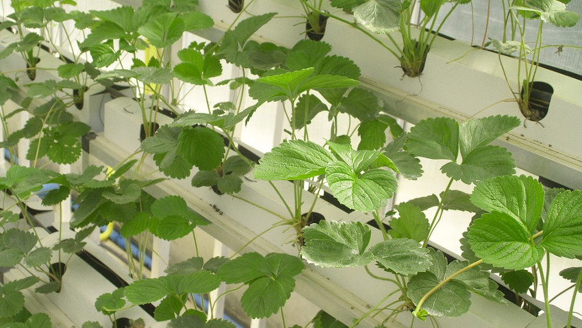 Orto verticale e idroponica: il punto a AquaFarm 2018