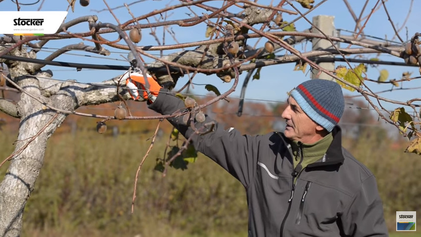 Potatura del kiwi: gli errori comuni