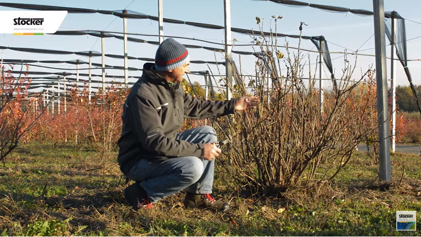 Guida alla potatura dei piccoli frutti