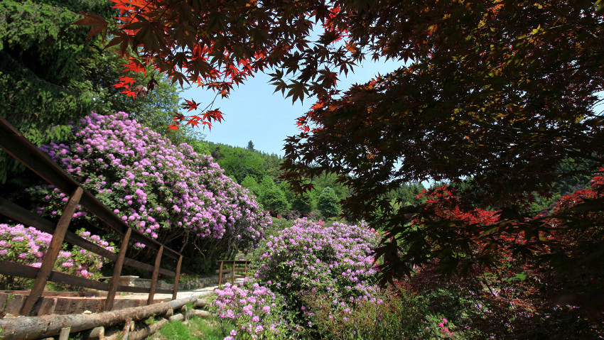 Passeggiate fiorite alla Conca dei Rododendri