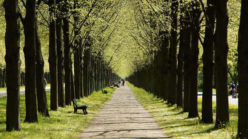 Il valore economico degli alberi
