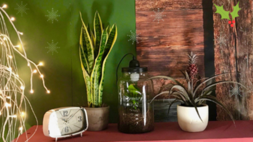 Piante in vaso per Natale, con lâ€™ecommerce