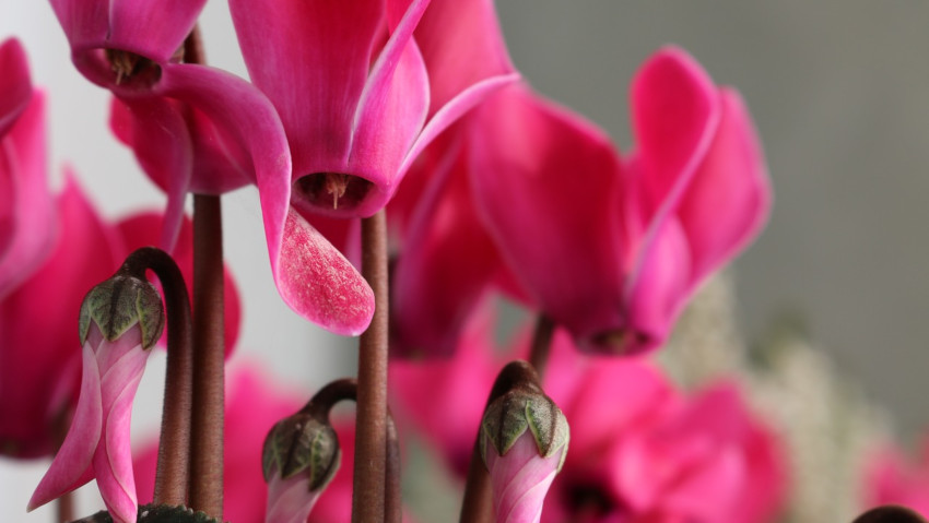 <a href='https://www.spreaker.com/user/10811669/congili-ciclamino-giardino-vaso'><u>PODCAST</u></a> <a href='https://www.gardentv.it/ciclamino-consigli-guida-giardinaggio.html'>Come curare il ciclamino</a>