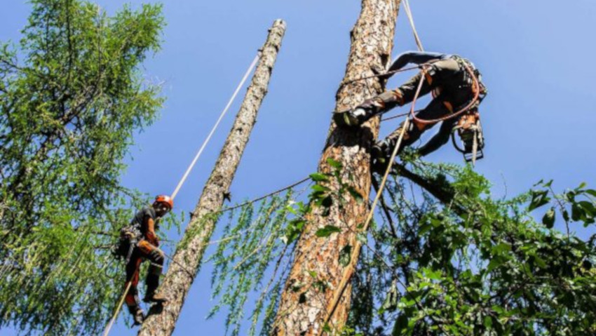 Tree climbing: sistemi e sicurezza. Il convegno