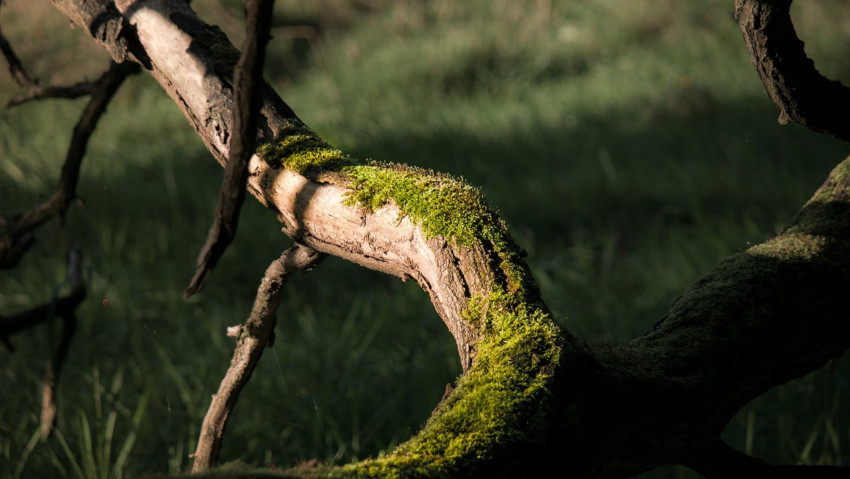 Gli alberi si stanno estinguendo. Velocemente
