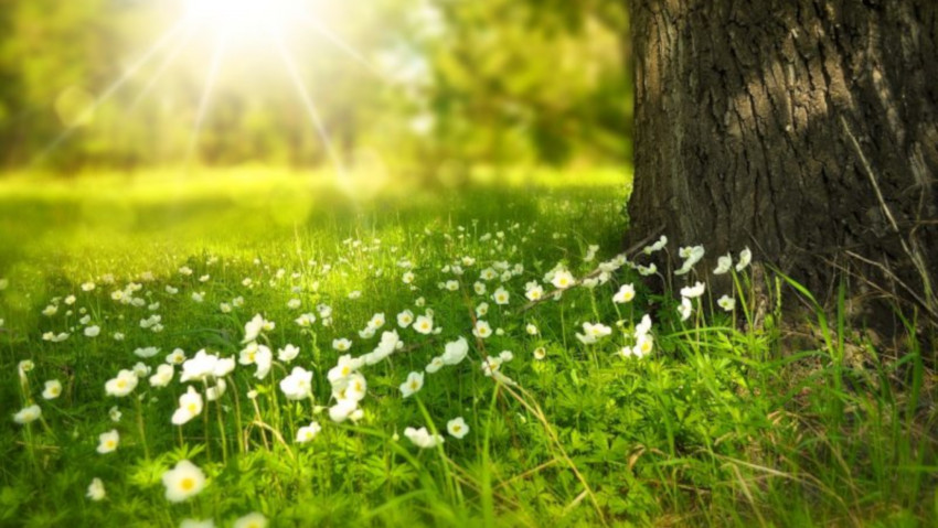 Consigli utili per gli alberi in giardino