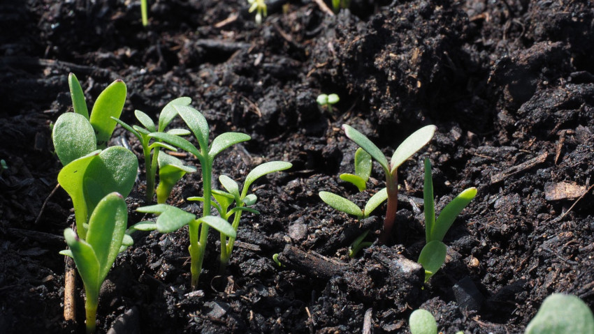 La fertilitÃ  del terreno per la salute e difesa delle piante