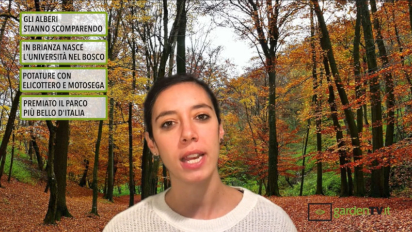 Cronaca Verde: il primo TG del giardinaggio 