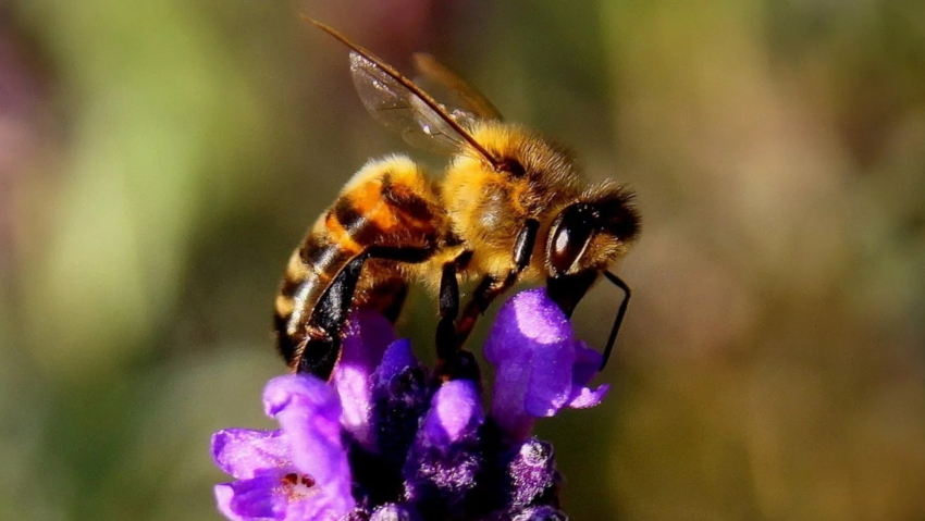 <a href='http://radiogarden.it/come-realizzare-un-giardino-bio-e-naturale/'><u>ASCOLTA IL PODCAST</u></a>  <a href='https://www.gardentv.it/come-realizzare-giardino-bio-naturale-consigli.html'>Il giardino bio ed etico</a>