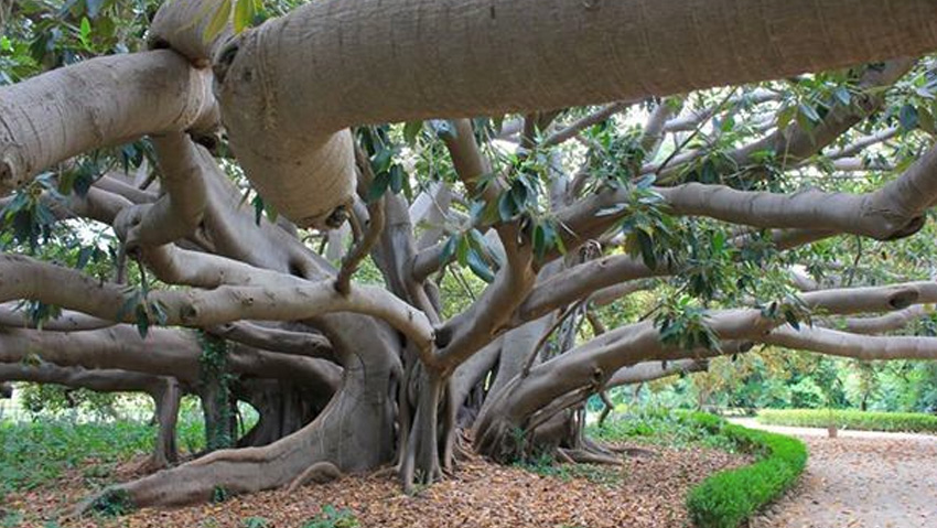 Nuove linee guida per gli alberi monumentali