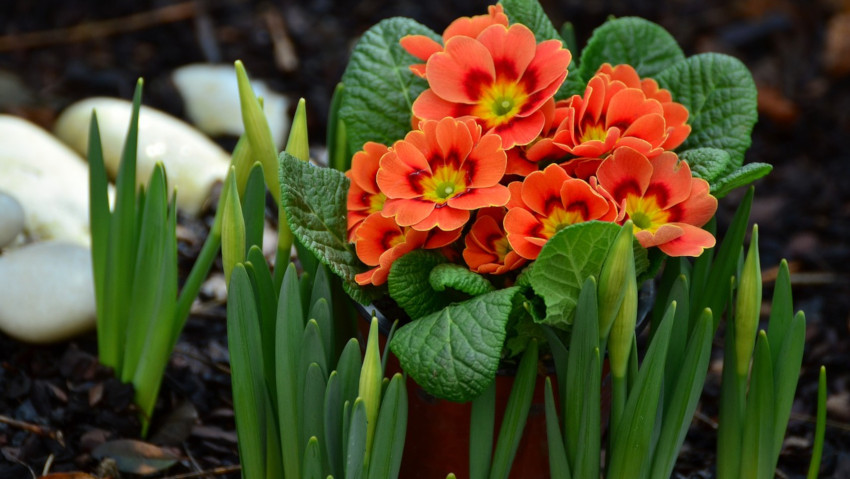 <a href='http://radiogarden.it/idee-per-il-balcone-in-primavera/'><u>ASCOLTA IL PODCAST</u></a>  <a href='https://www.gardentv.it/balcone-fiorito-primavera-quali-piante-scegliere.html'>Il balcone in primavera</a>