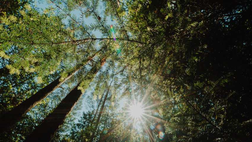 Covid: piÃ¹ alberi potevano salvarci?