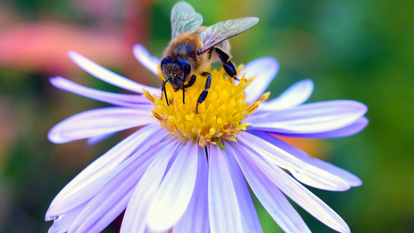 Il linguaggio profumato dei fiori per attrarre gli insetti