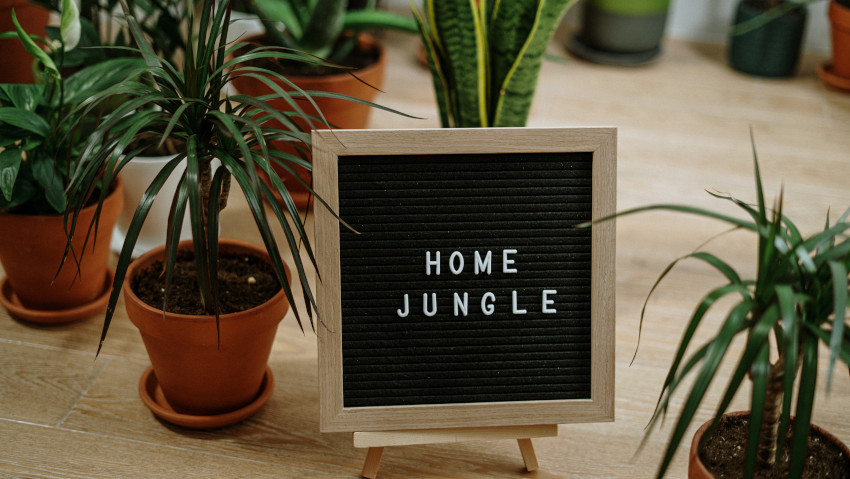 Bloom economy: Ã¨ boom del giardinaggio indoor