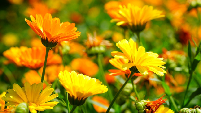 <a href= http://radiogarden.it/piante-che-attirano-le-api-come-coltivare-la-calendula-in-giardino-o-in-vaso/'><u>ASCOLTA IL PODCAST</u></a> <a href='https://www.gardentv.it/piante-che-attirano-api-coltivare-calendula-giardino-vaso-podcast.html'>Piante per le api</a>